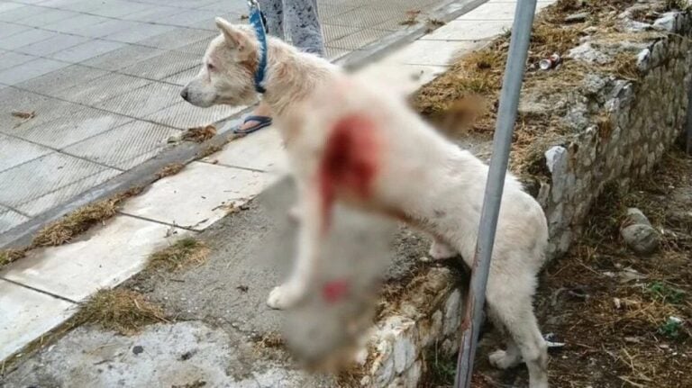 Φρίκη στη Νίκαια: Καθηγητής μαχαίρωνε με μανία σκύλο στη μέση του δρόμου