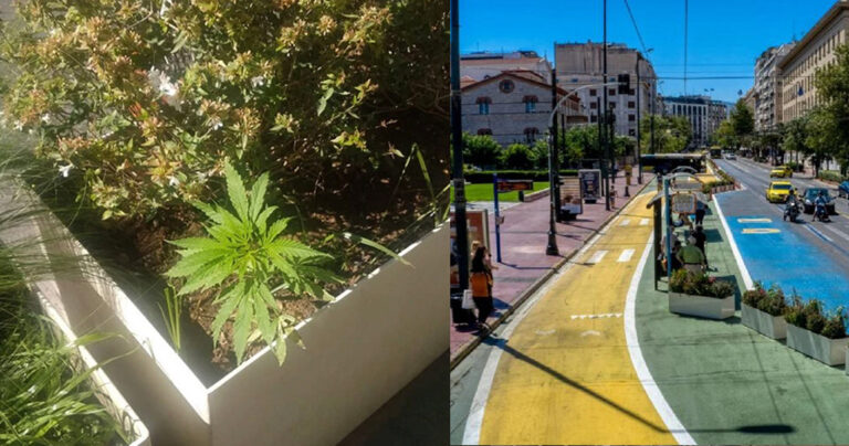 Φύτεψαν φούντες στις ζαρντινιέρες του Μεγάλου Περίπατου και ο δήμος τις πότιζε