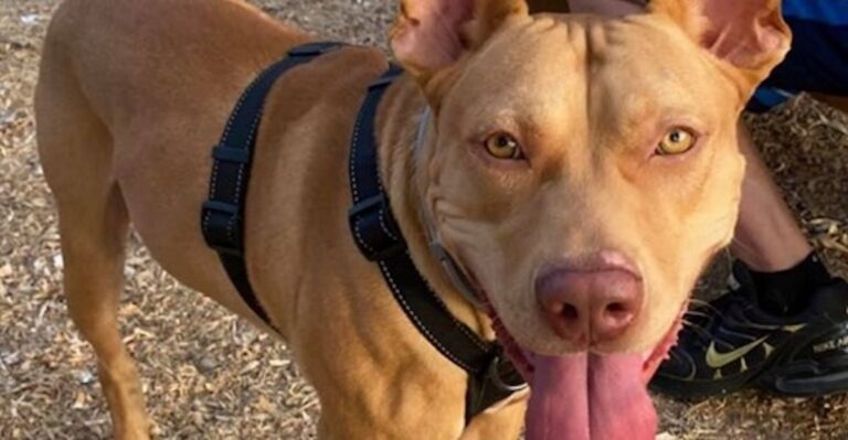 Ο σκύλος που βασανίστηκε στα Χανιά πήρε το όνομα του σωτήρα του