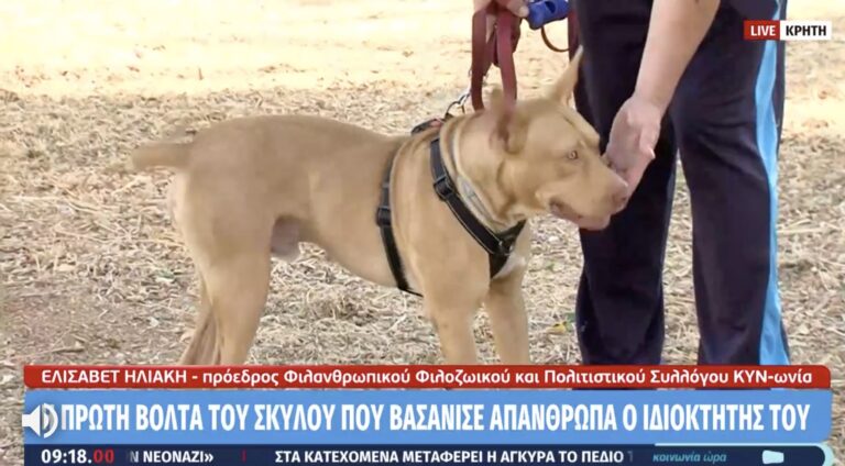 Kρήτη: «Βροχή» οι αιτήσεις υιοθεσίας του σκύλου που βασανίστηκε – Του έδωσαν και νέο όνομα