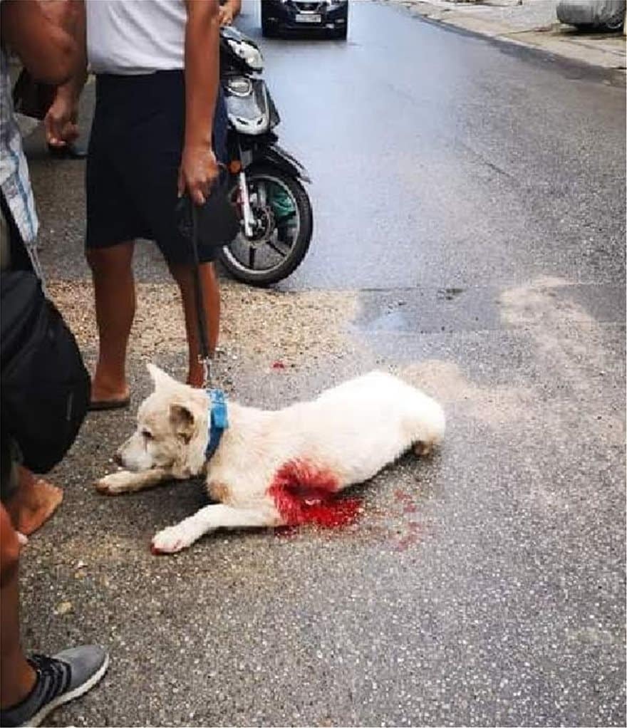 Νίκαια: Λιγοστές οι ελπίδες για να κρατηθεί στη ζωή ο σκύλος που μαχαίρωσε καθηγητής 1 skilos_1