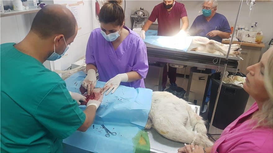 Νίκαια: Λιγοστές οι ελπίδες για να κρατηθεί στη ζωή ο σκύλος που μαχαίρωσε καθηγητής 3 skilos_3