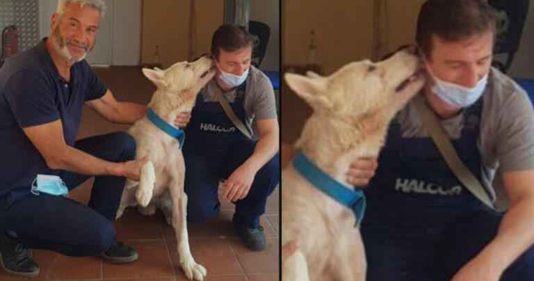 Επέστεψε μόνιμα στον κηδεμόνα του ο σκύλος που γλύτωσε από το μαχαίρωμα στη Νίκαια Αττικής