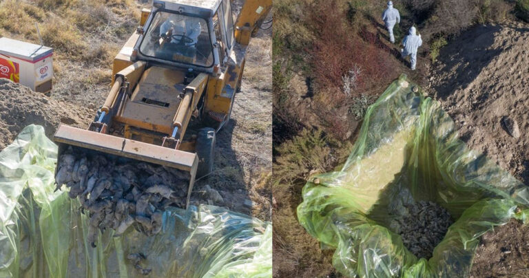 Κορονοϊός: Σκότωσαν 2.500 βιζόν στην Κοζάνη – Τα έθαψαν 4 μέτρα κάτω από την γη