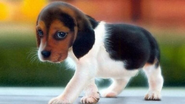 Κακούργημα ο βασανισμός και η θανάτωση ζώων – Στη Βουλή η τροπολογία