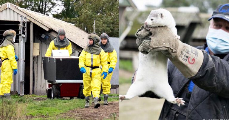 Κορωνοϊός: Μεταλλαγμένος ιός από βιζόν – Η Δανία σκοτώνει 15 εκατομμύρια ζώα