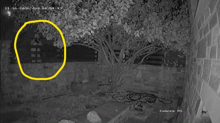 Σύλληψη του άντρα που τραυμάτισε σκύλο με βέλος στον Βόλο