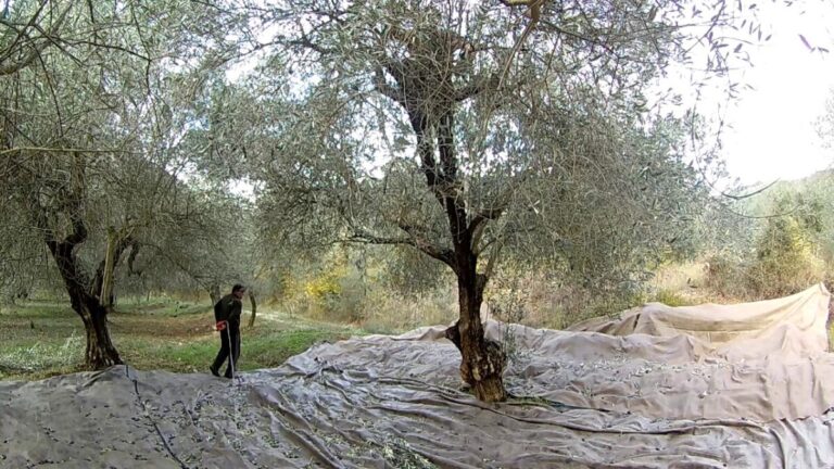 «Πονοκέφαλος» το λιομάζωμα – Έπεσαν τα πρώτα 300άρια στους αγρότες
