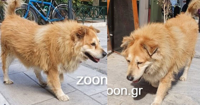 Σκοτώθηκε από φορτηγό ο πιο αγαπητός αδέσποτος σκύλος της Αθήνας – Έκκληση να βρεθεί ο δράστης