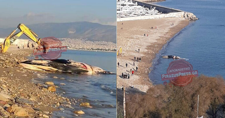 Πειραιάς: Νεκρή φάλαινα ξεβράστηκε σήμερα σε παραλία