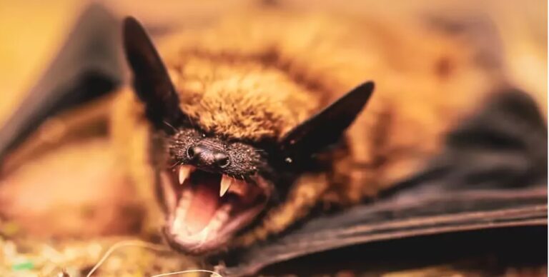 Η φύση εκδικείται: «θα υπάρξουν πανδημίες χειρότερες από τον Covid»