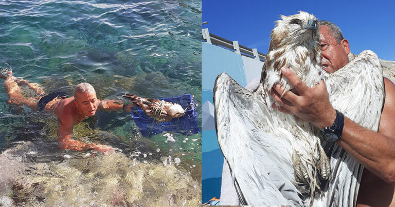 Κρήτη: Βούτηξε στην παγωμένη θάλασσα για να σώσει ένα γεράκι