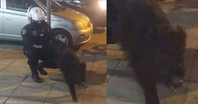Aστυνομικός «συνέλαβε» αγριογούρουνο γιατί έκοβε βόλτες στην Τούμπα