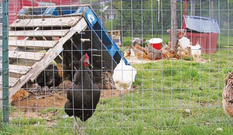 Γιορτινό χουνέρι! Έκλεψαν τενεκέ με 165.000 ευρώ από κοτέτσι 52χρονου στα Μεσόγεια