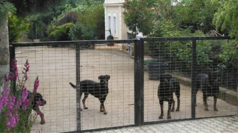 Κοζάνη: Αγωγή €200.000 από τον ιδιοκτήτη των ροτβάιλερ που κατασπάραξαν τον 5χρονο Στάθη