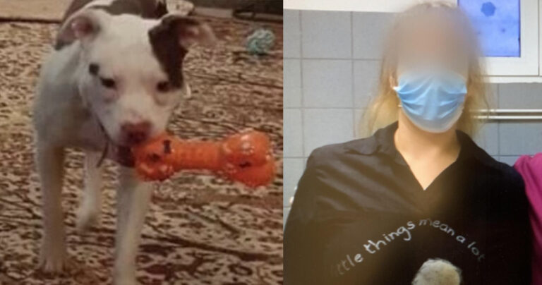 Η μάχη 35χρονης στο νοσοκομείο μετά την επίθεση από πιτ μπουλ που υιοθέτησε