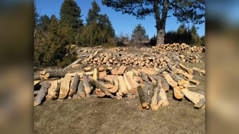 Καστοριά: Αλβανός λαθροϋλοτόμος ρήμαξε δάσος – Πέρασε τα σύνορα με άλογα και μουλάρια