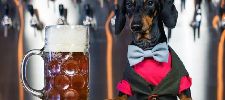 Εταιρία έφτιαξε μπύρα για σκύλους και ψάχνει σκύλους δοκιμαστές με 20.000 μισθό