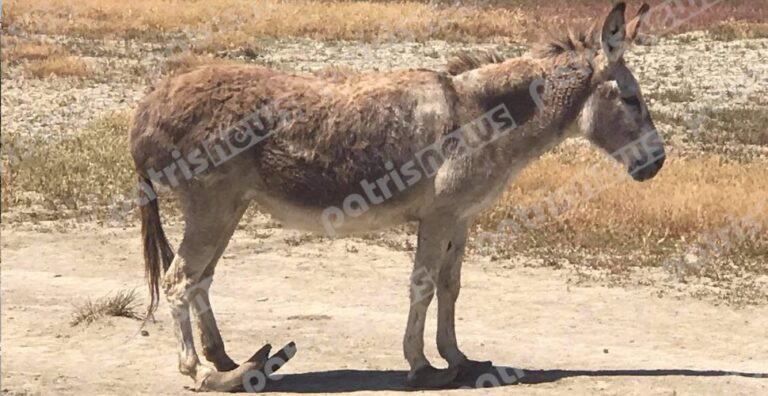 Πύργος: Γαιδουράκι με νύχια μισού μέτρου οδήγησε στο Τμήμα φιλόζωους και ιδιοκτήτη