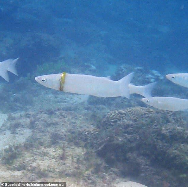 42824232 9564257 norfolk island local susan prior spotted a mullet fish with a mi a 31 1620702981170