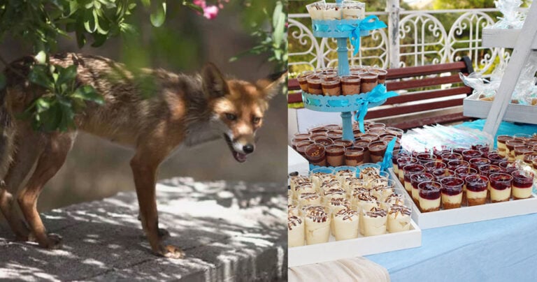 Απρόσμενος επισκέπτης: Αλεπού έκλεψε γλυκό από… βάφτιση στου Παπάγου