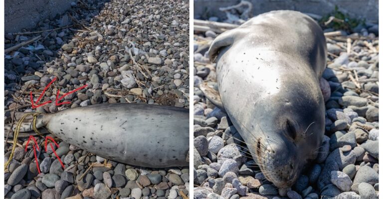 Ντροπή: Βασάνισαν και σκότωσαν φώκια στην παραλία Πέτρα της Λέσβου