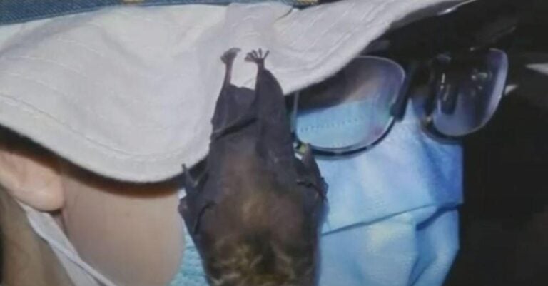 Κίνα: Το βίντεο με τις νυχτερίδες στο εργαστήριο της Γουχάν, που πυροδότησε νέες θεωρίες για την προέλευση του κορονοϊού