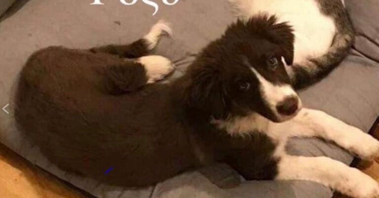 Γλυκά Νερά: Ούτε έναν χρόνο ζωής το σκυλί που σκότωσε ο πιλότος