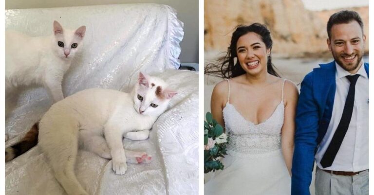 Έγκλημα στα Γλυκά Νερά: Δύο από τις γατούλες της Καρολάιν ψάχνουν σπίτι- Οι άλλες υιοθετήθηκαν