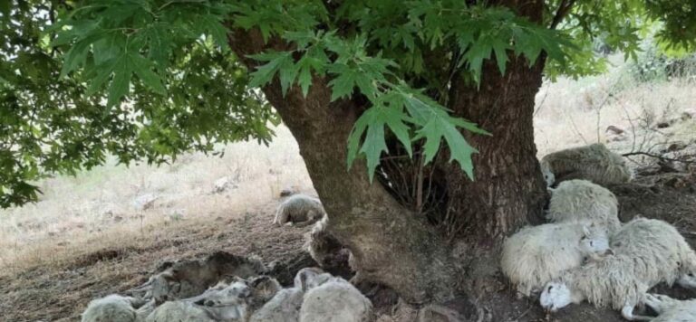 Χανιά: Κεραυνός σκότωσε 30 ζώα από κοπάδι – Είχαν καταφύγει κάτω από το δέντρο κατά την διάρκεια σφοδρής καταιγίδας