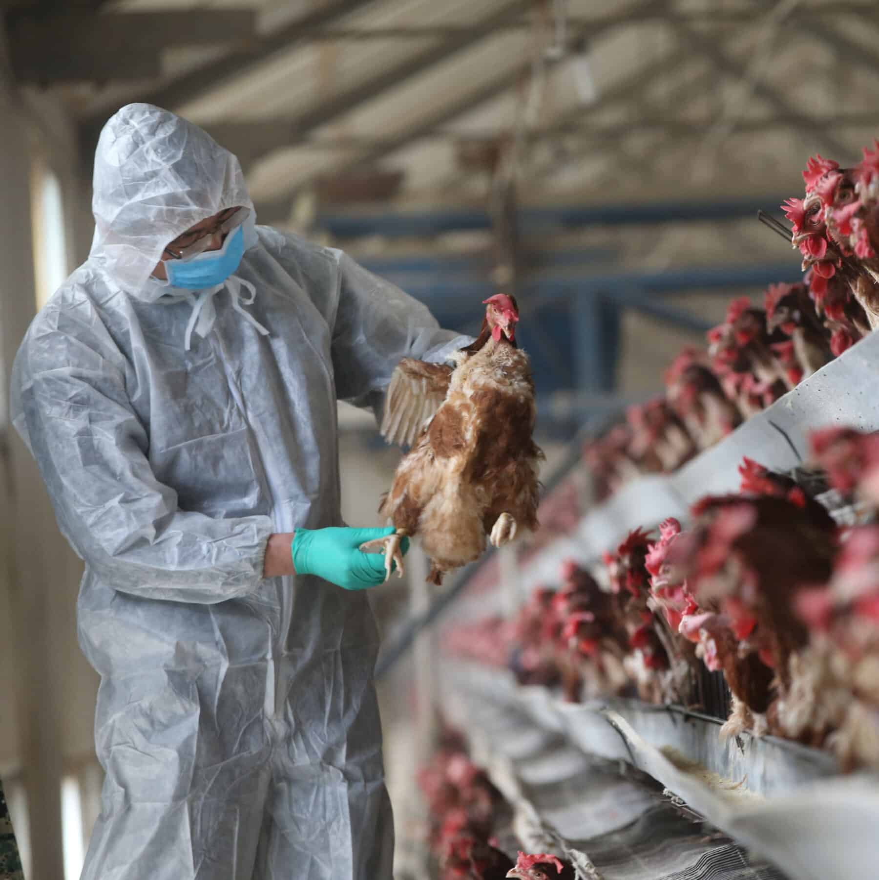 15virus briefing china birdflu