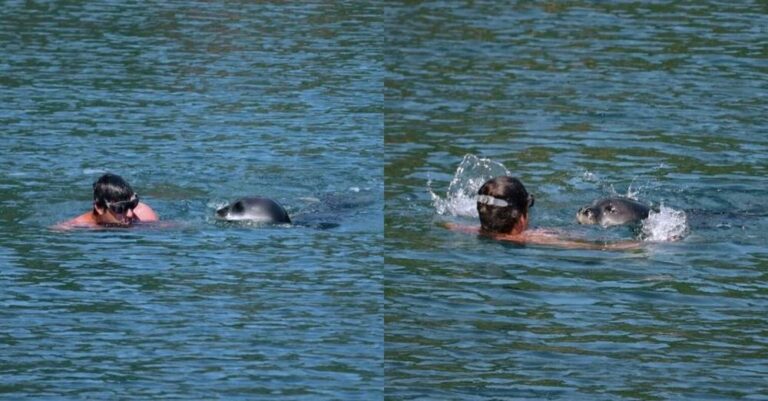 Αλόννησος: Φώκια μονάχους μονάχους επιτέθηκε σε λουόμενο – Φουσκωτό έσπευσε να τον σώσει