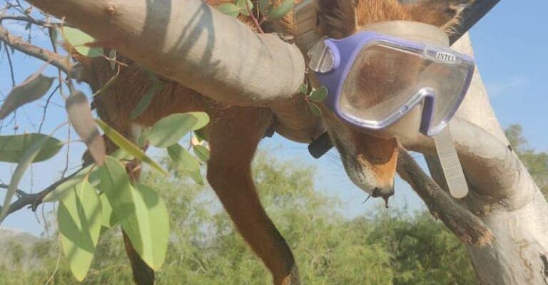 Σχινιάς Αττικής: Νεκρή αλεπού με κομμένη ουρά πάνω σε δέντρο με μάσκα και αναπνευστήρα