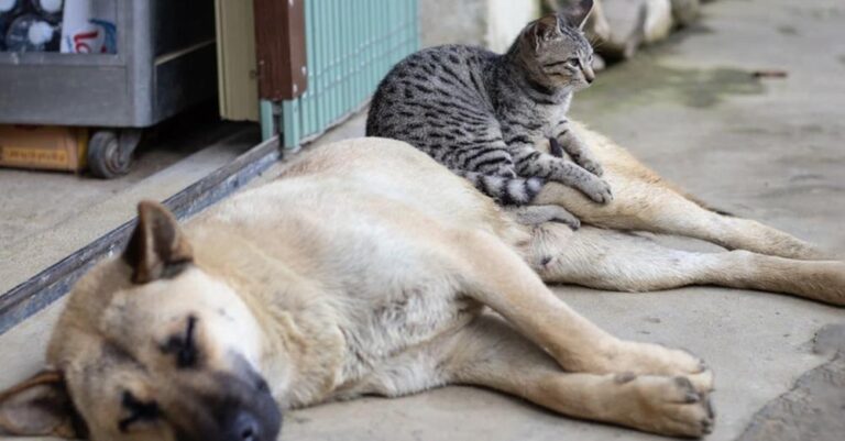 Αντιμέτωπος με κάθειρξη έως και 10 έτη όποιος θανατώνει ή βασανίζει ζώο