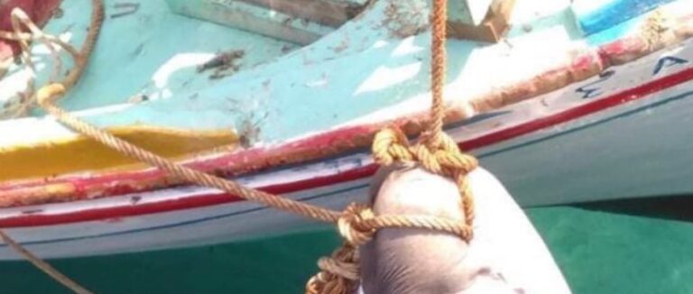 Απίστευτη ψαριά στην Κέρκυρα- Έπιασαν καρχαρία 200 κιλών