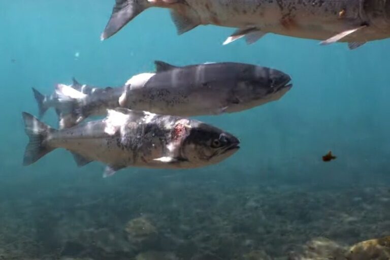 Σολομοί βράζουν ζωντανοί μέσα σε ποτάμι λόγω υψηλών θερμοκρασιών