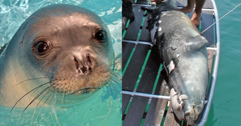 Αμοιβή 5.000 ευρώ για να συλληφθεί αυτός που σκότωσε τον ‘Κωστή’ της Αλοννήσου