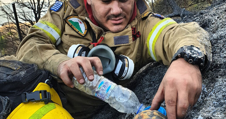 Πυροσβέστης  δίνει νερό σε χελώνα μετά τη φωτιά στην Αχαΐα