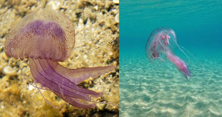 Προσοχή στις μωβ μέδουσες: Τι κάνετε άμεσα σε περίπτωση που έρθετε σε επαφή μαζί τους