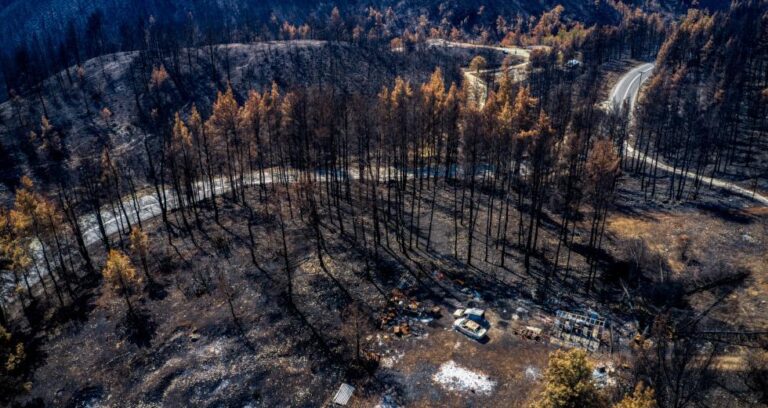Τραγωδία: 9.000 μελισσοσμήνη καμένα, 10.000 τόνοι πευκόμελου χαμένοι