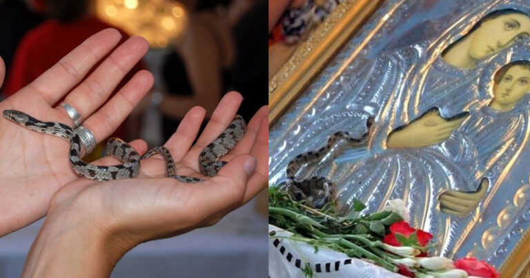 Κεφαλονιά: Εμφανίστηκαν και φέτος τα θαυματουργά φιδάκια της Παναγίας