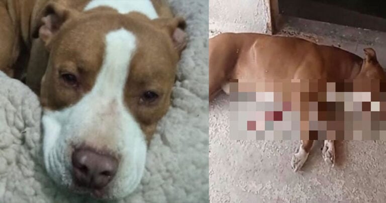 Γαλάτσι: Διαψεύδει τη ΓΑΔΑ ο ιδιοκτήτης του σκυλιού – «Δε δάγκωσε κανέναν»