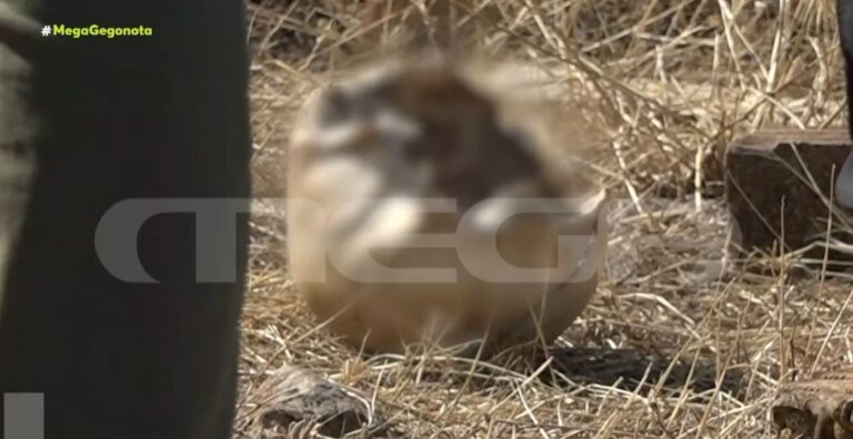 Βίλια: Θρίλερ με κρανίο που εντοπίστηκε στα Βίλια δίπλα σε καμένη αποθήκη