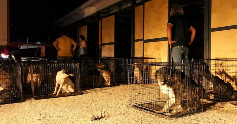 Τα κατάφεραν: Δείτε εικόνες από την εκκένωση του καταφυγίου «Save A Greek Stray» της Εριέττας Κούρκουλου