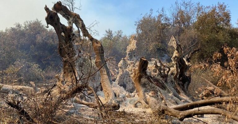 Φωτιά Εύβοια: Κάηκε ελιά 2.500 ετών