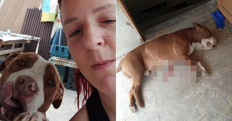 «Ο αστυνομικός γονάτισε και πυροβόλησε τον σκύλο μου στην καρδιά» – Οι ιδιοκτήτες κατέθεσαν μήνυση