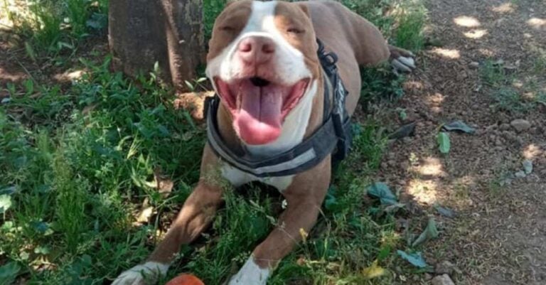 Γαλάτσι: «Γονάτισε και πυροβόλησε στην καρδιά τον σκύλο», λέει ο ιδιοκτήτης του πιτ μπουλ – Από τα… κοινόχρηστα ξεκίνησαν όλα