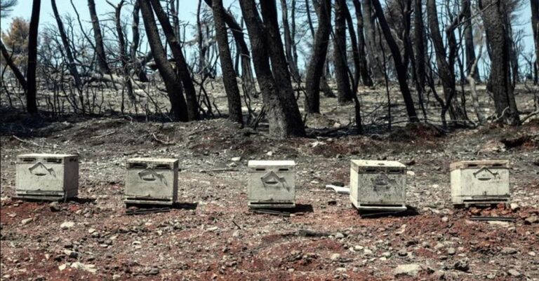 Να πώς οι πυρκαγιές στη βόρεια Εύβοια «τελείωσαν» και το ελληνικό μέλι