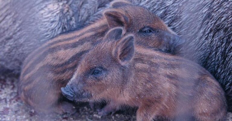 Σάλος με απόφαση του Δασαρχείου της Πεντέλης- Καλεί σε κυνήγι αγριογούρουνου μέσα στα καμένα