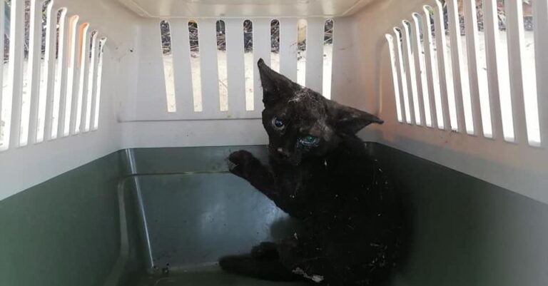 Βαρυμπόμπη: Μικρούλι γατάκι, γεμάτο εγκαύματα, σώθηκε από εθελοντές και μεταφέρθηκε σε κτηνιατρείο